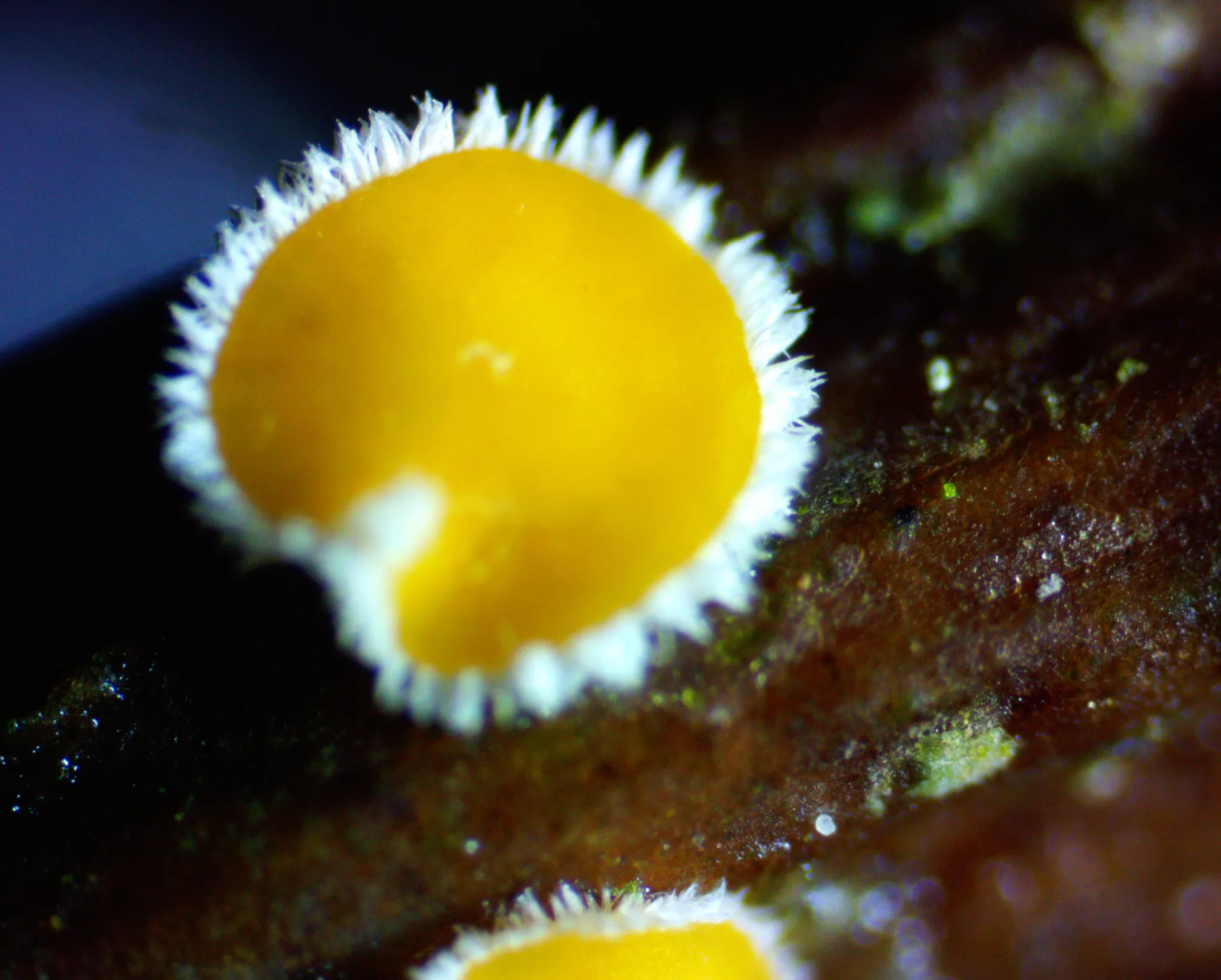 Capitotricha bicolor (1)